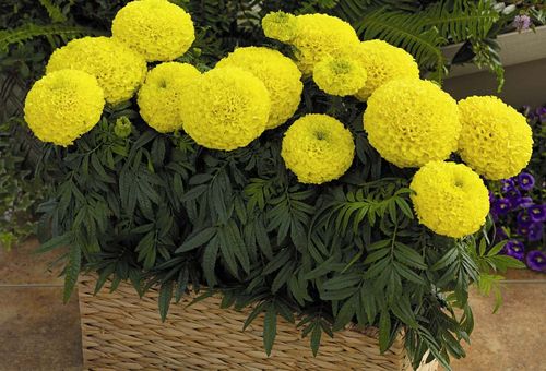 yellow flowers