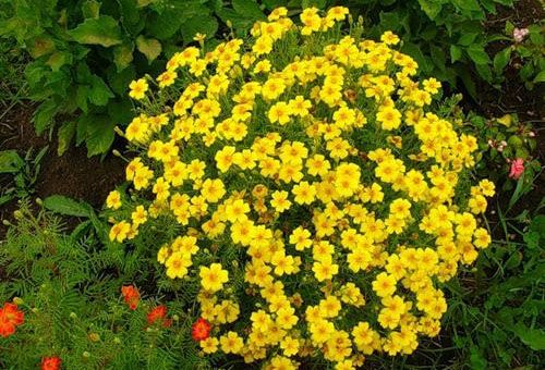Thin-leaved flowers