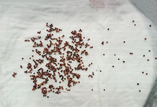 Preparing cabbage seeds for planting