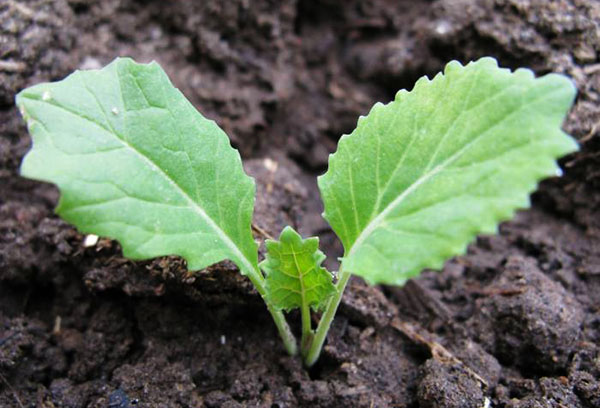 Savoy cabbage seedling