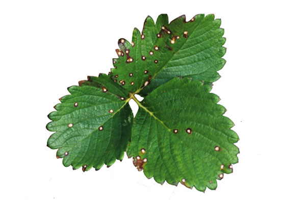 White spot on strawberry leaf